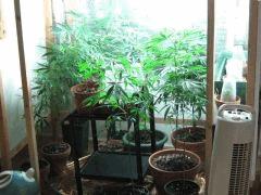 placo croissance 200 W ECO
