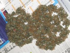 mix indica 003