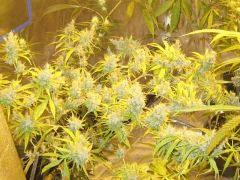 indica
