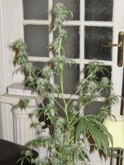 Flo BIG BUD 2