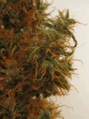 nyl buds trich
