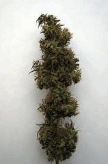 Nyl13