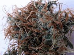 Nyl 5 macro