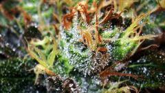 Macro de la Green Spirit