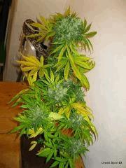 Green spirit#3