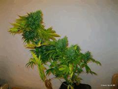 Green spirit#3