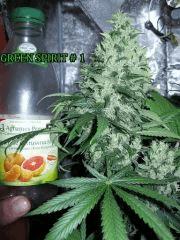 green spirit1@ flo48