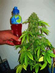 kokush (sannie)