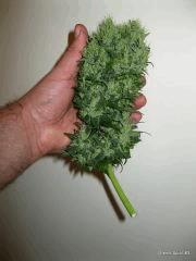 Green spirit#3