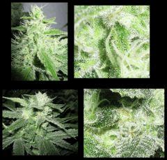 macro005flo035