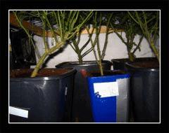 Sous le SCROG