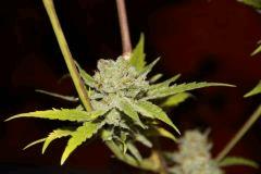 SSH - Cut - Flow +67 Jours
