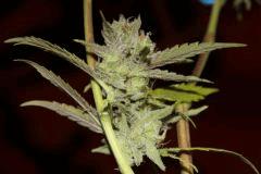 SSH - Cut - Flow +67 Jours