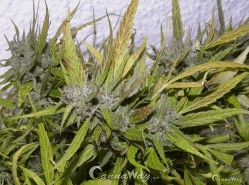 Mango Zamal 2  %2311.jpg