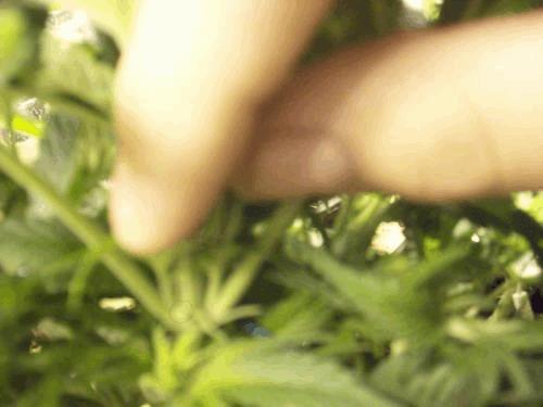 post-755088-0-85087600-1326378044_thumb.jpg