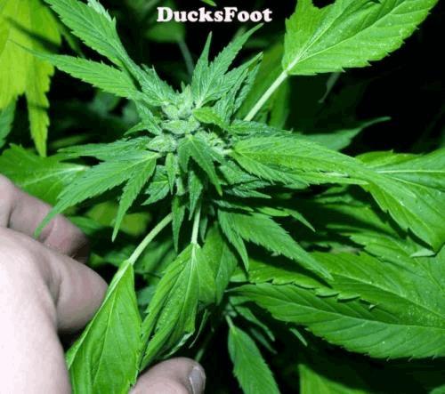 ducksfoot.jpg