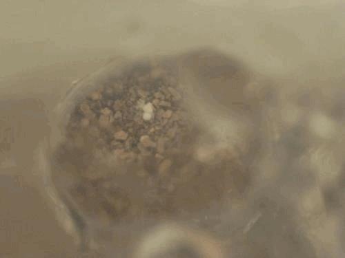 casing3_premierePine.jpg