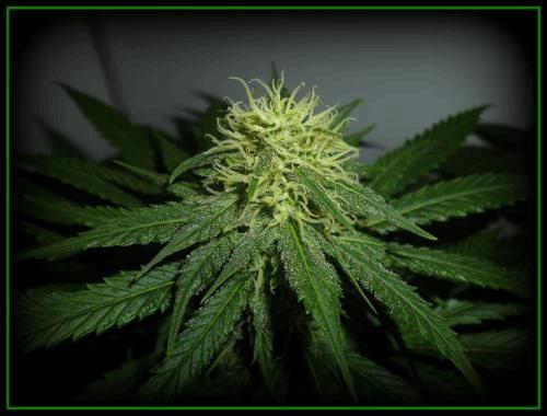 10_skunk1.jpg
