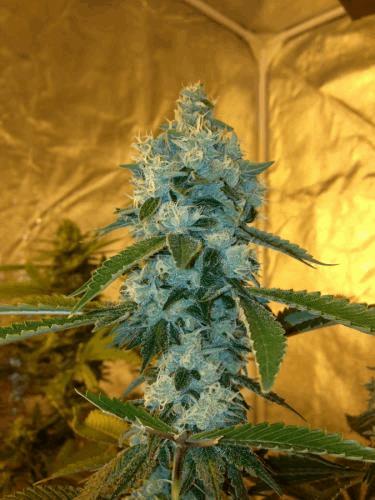 5_SourDiesel.jpg