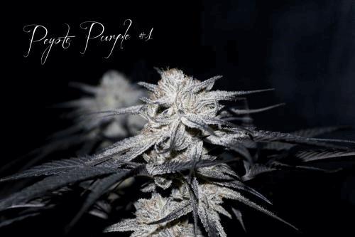 PeyotePurple.jpg