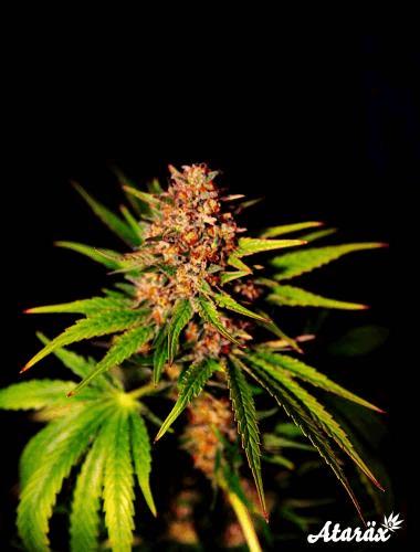 4_whiteafghan.jpg