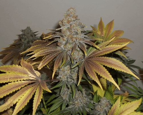 11_bluewidow.png