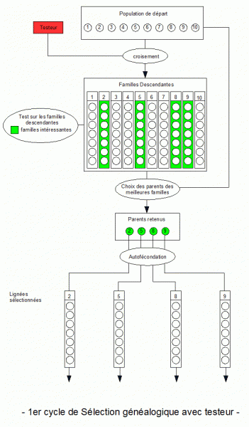 1er cycle de selection genealogique avec testeur.gif