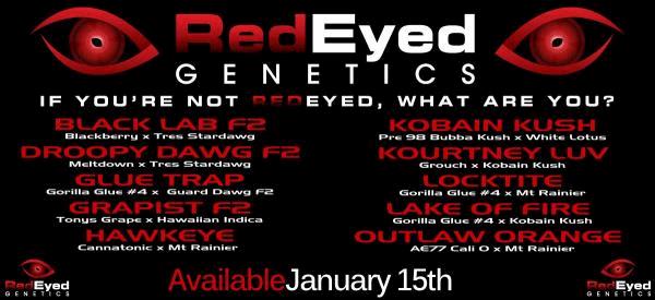 redeyed_genetics_3_firestax_showcase.jpg