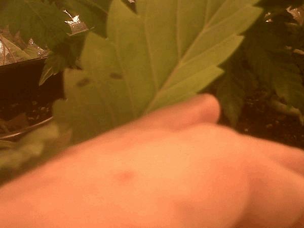 post-786605-0-09512600-1421275232_thumb.jpg