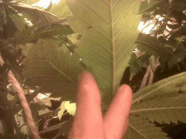 post-786605-0-97052100-1421275261_thumb.jpg