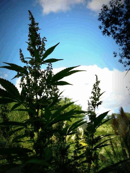 post-793093-0-15928700-1452540672.jpg