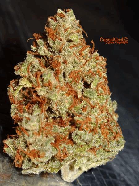 Culture Organique CannaWeed 2016 #9.jpg