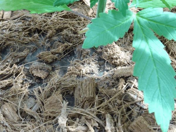 Culture Organique# Couvert Microbien sec Coco + BAE = Mycélium 2.jpg