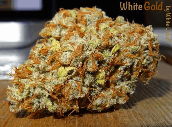 Culture Organique CannaWeed 2016 #3.jpg