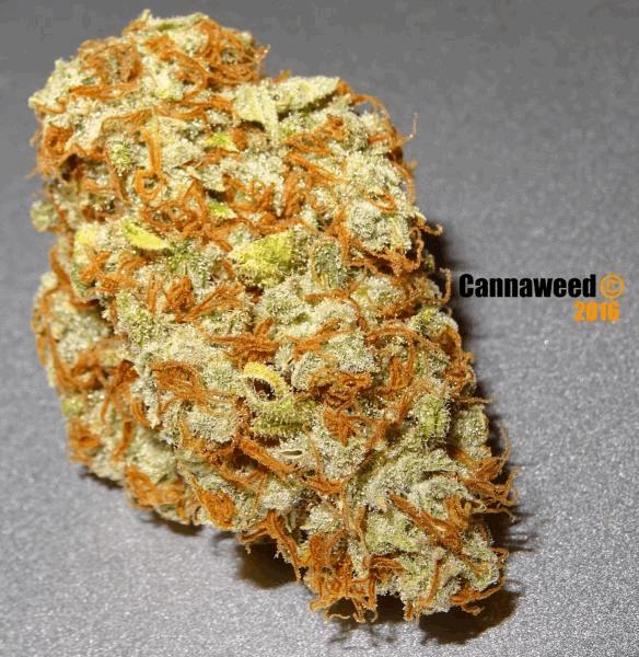 White Gold Cannaweed 2016.jpg