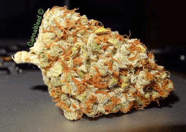 Culture Organique CannaWeed 2016 #5.jpg