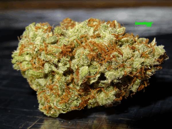 Culture Organique CannaWeed 2016 #11.jpg