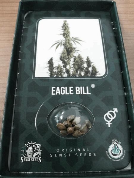Eagle Bill 2.jpg