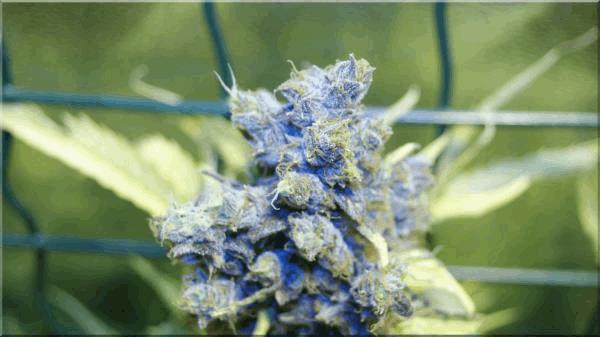 Flo+70  Blueberry A.jpg