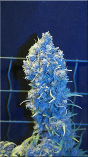 Flo+70  C99 B.jpg