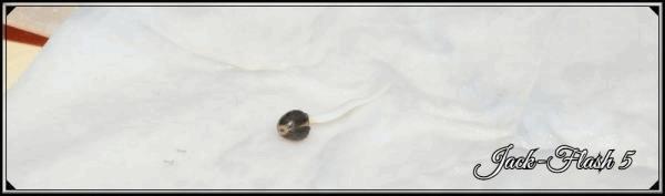 seed Jack-flash#5 A.jpg