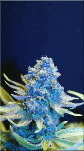 Flo+70  Bubblegum B.jpg