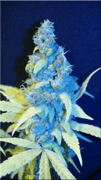 Flo+70  Tangie B.jpg