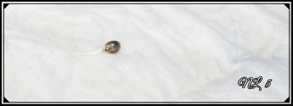 seed Nl5Xhaze A.jpg