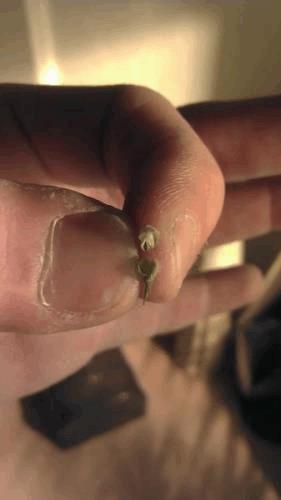 post-692560-0-23355000-1328395679_thumb.jpg
