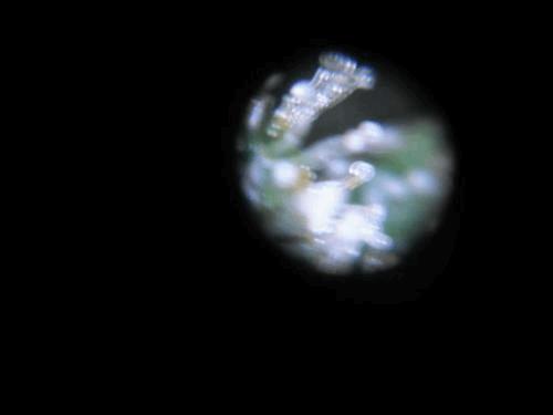 post-756112-0-42309900-1328085106_thumb.jpg