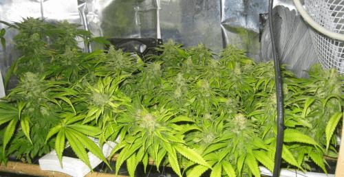 IMG_1601 SCROG TEAM.jpg