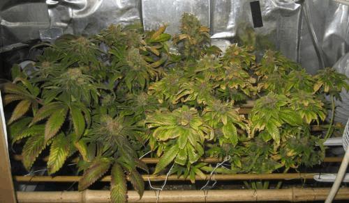 IMG_3695 SCROG T.jpg