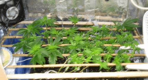 IMG_2042 SCROG TEAM.jpg