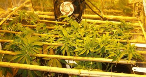 IMG_0225 scrog team.jpg